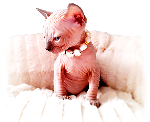 gatos sphynx color negro